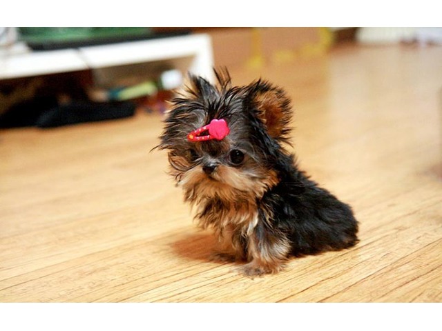 teacup yorkie puppies for sale in connecticut
