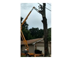 Tree & shrub trimming and removal. Licensed and Insured | free-classifieds-usa.com - 2