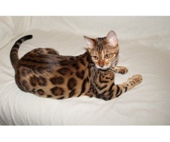 Bengal Kittens Purebred Rosetted TICA | free-classifieds-usa.com - 2