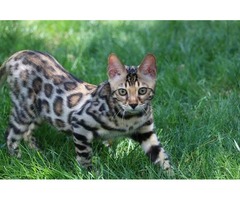Bengal Kittens Purebred Rosetted TICA | free-classifieds-usa.com - 3