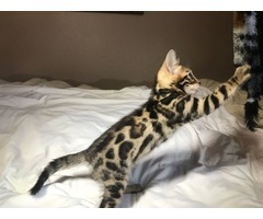Bengal Kittens Purebred Rosetted TICA | free-classifieds-usa.com - 4