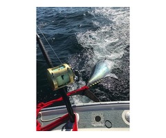 Fresh Quality and Healthy Grade A Giant Bluefin Tuna Fish for Sale | free-classifieds-usa.com - 1