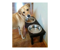 Dog Bowl Stand | free-classifieds-usa.com - 1