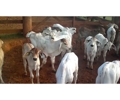 Brahman heifers , holstein , jersey and angus calves available | free-classifieds-usa.com - 3