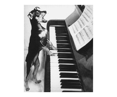 Maquoketa, IA Piano Tuning and Repair | free-classifieds-usa.com - 4