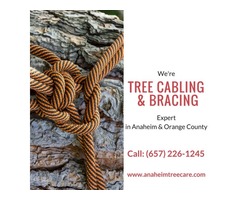 Tree Cabling and Bracing Orange County | free-classifieds-usa.com - 1
