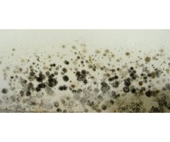 Get Mold Tested of Your Home at Just $100 | free-classifieds-usa.com - 3