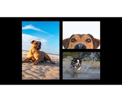 Animal Communication Tips To Keep In Mind | free-classifieds-usa.com - 3