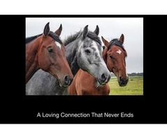 Animal Communication Tips To Keep In Mind | free-classifieds-usa.com - 4