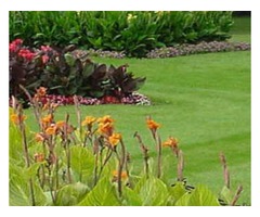 Royal Lawns | free-classifieds-usa.com - 1
