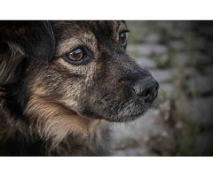 Family Pet Animal Hospital & Veterinary Clinic Longmont | free-classifieds-usa.com - 1