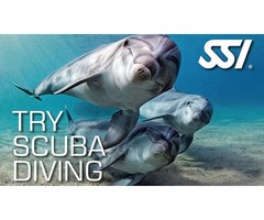 Diving Charters Clearwater FL | free-classifieds-usa.com - 1
