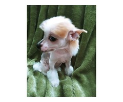 Chinese Crested female puppy | free-classifieds-usa.com - 2