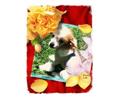 Chinese Crested female puppy | free-classifieds-usa.com - 4