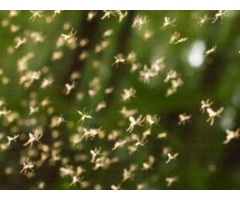 Outdoor Mosquito Prevention & Control | free-classifieds-usa.com - 1