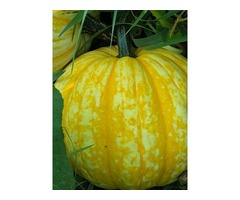 The Country Bumpkin Pumpkin Patch | free-classifieds-usa.com - 4