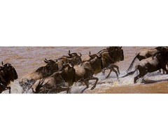 8 Days Serengeti Migration safari | free-classifieds-usa.com - 1