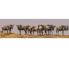 8 Days Serengeti Migration safari | free-classifieds-usa.com - 2