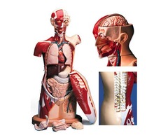 Anatomical Models Educational Training  | free-classifieds-usa.com - 1