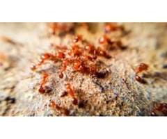 Get Rid of Fire Ants Easily Using Lawnworx’s Control Services | free-classifieds-usa.com - 1