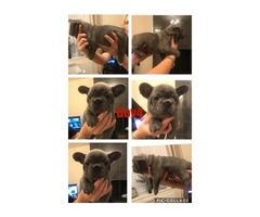 French Bulldog Puppies: DON'T GET SCAMMED! | free-classifieds-usa.com - 1