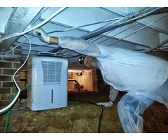 Black Mold Removal in Greenville, SC | free-classifieds-usa.com - 1