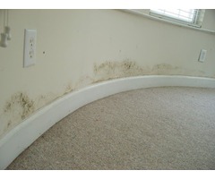 Black Mold Removal in Greenville, SC | free-classifieds-usa.com - 3