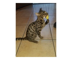 F3 Kitten availble now! | free-classifieds-usa.com - 3