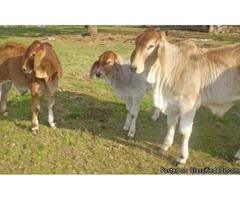 Brahman , holstein & jersey hiefers available | free-classifieds-usa.com - 1