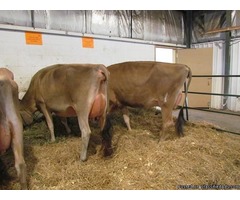 Brahman , holstein & jersey hiefers available | free-classifieds-usa.com - 2