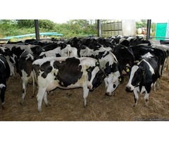 Brahman , holstein & jersey hiefers available | free-classifieds-usa.com - 3