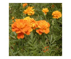 French Marigold Patula Tagetes Flower Garden Plant Seed | free-classifieds-usa.com - 1