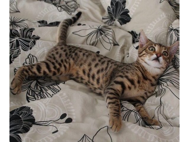 Bengal Kittens For Sale In Texas petfinder