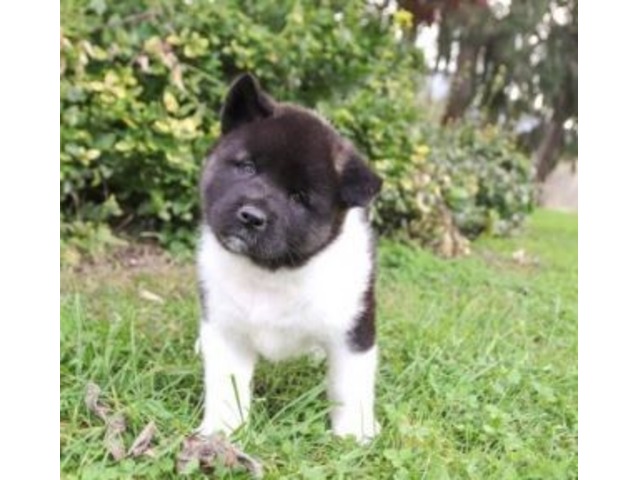 Bently Akita Puppy For Sale Animals Newport Pennsylvania Announcement 131793