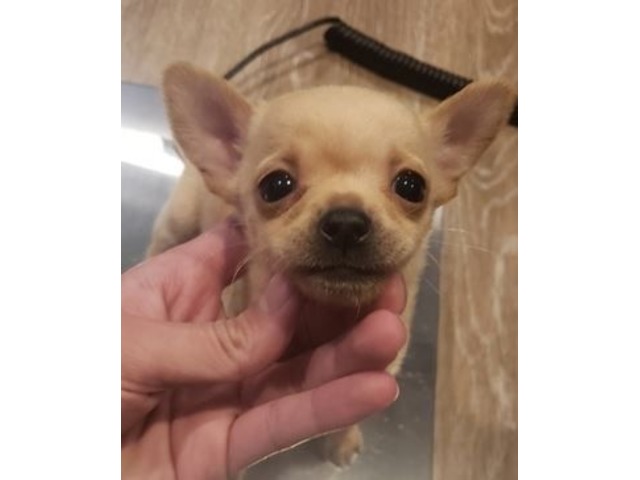 Chihuahua Puppies For Sale In Pa PetsWall