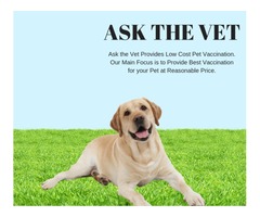 Get pet services at home by professional home visit vet | free-classifieds-usa.com - 2