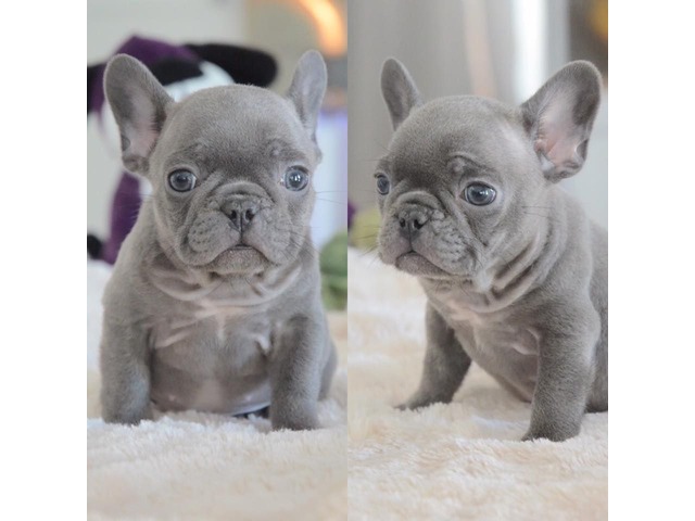 Home Raised Purebred Akc French Bulldog Puppies Available