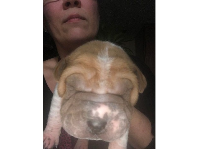 Akc Super Tiny Wrinkled Shar Pei Male Puppy Animals