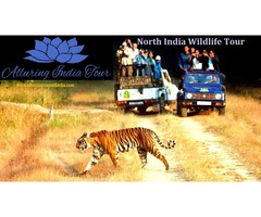 Alluring India Tour | free-classifieds-usa.com - 4