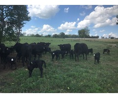 22 1st calf heifer fall pairs Simangus cross  | free-classifieds-usa.com - 1