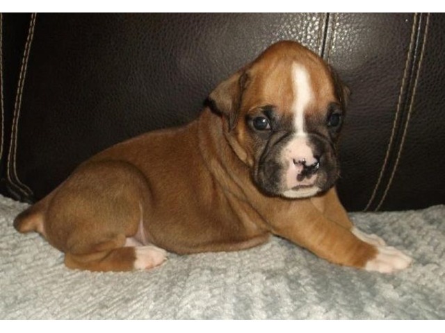 oliver: akc ch bloodlines, fawn/mahogany flashy male boxer puppy ~ dob ...