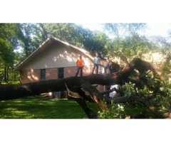 Allen Tree removal - LubyTreeService | free-classifieds-usa.com - 3
