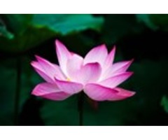 Favorite flower (HOT FLOWER STORE) | free-classifieds-usa.com - 3