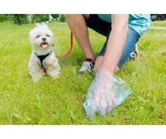 Grab The Professional Dog Poop Scooper Services | free-classifieds-usa.com - 3