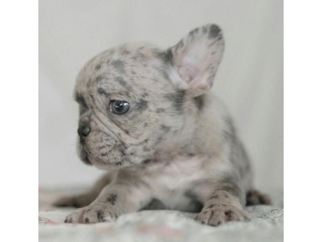 55+ French Bulldog Prices By Color