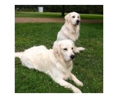 Pure English Cream Golden Retriever Puppies | free-classifieds-usa.com - 1