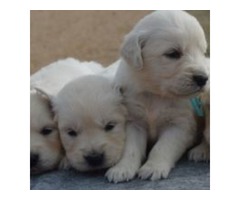 Pure English Cream Golden Retriever Puppies | free-classifieds-usa.com - 2