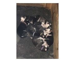 Siberian Husky puppies  | free-classifieds-usa.com - 1