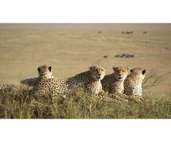 Book Kenya Exclusive Tented Safari at Best Camping Tours & Safaris  | free-classifieds-usa.com - 2