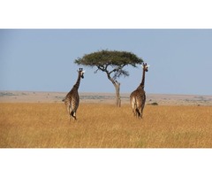 Book Kenya Exclusive Tented Safari at Best Camping Tours & Safaris  | free-classifieds-usa.com - 4